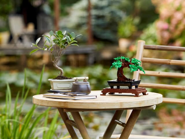 Bonsai Tree - Image 6