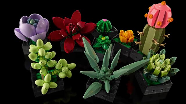 Succulents - Image 5
