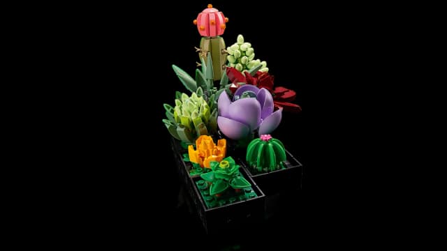 Succulents - Image 9