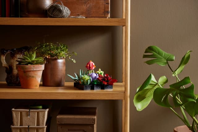 Succulents - Image 8