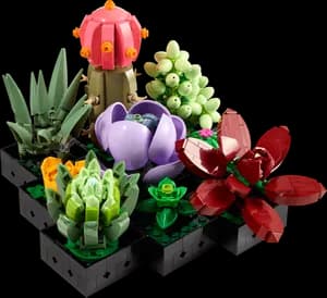 Succulents