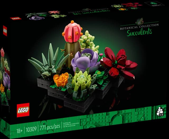 Succulents - Image 4