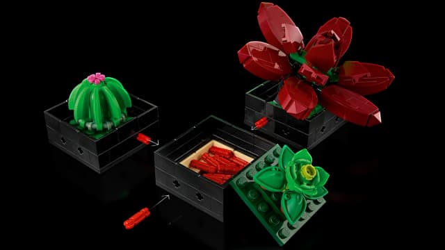 Succulents - Image 6