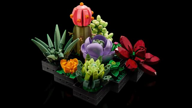 Succulents - Image 2