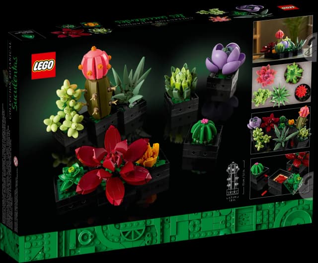 Succulents - Image 3