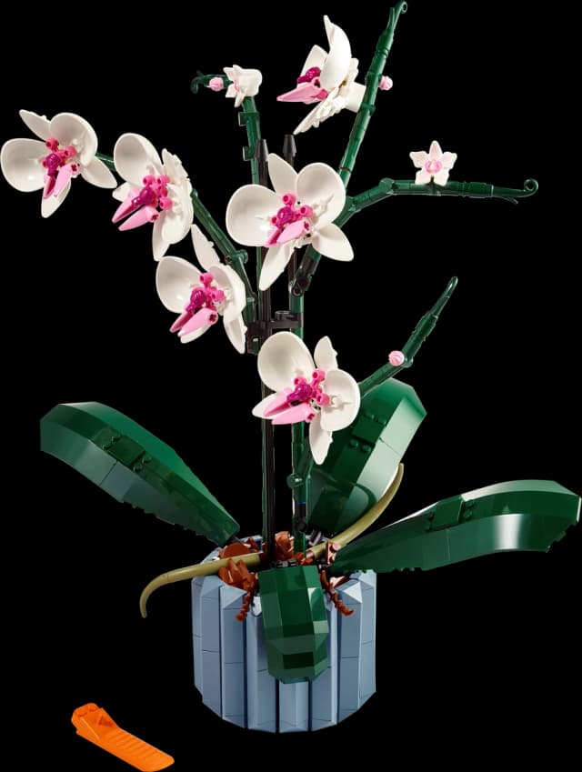 Orchid - Image 2