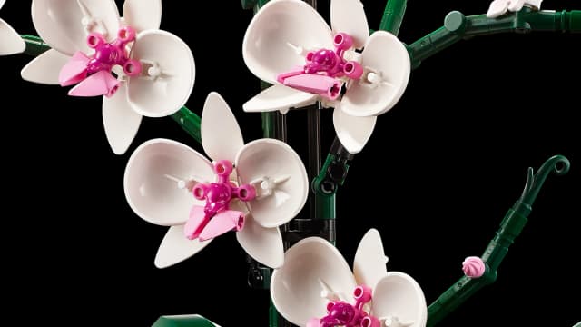 Orchid - Image 5