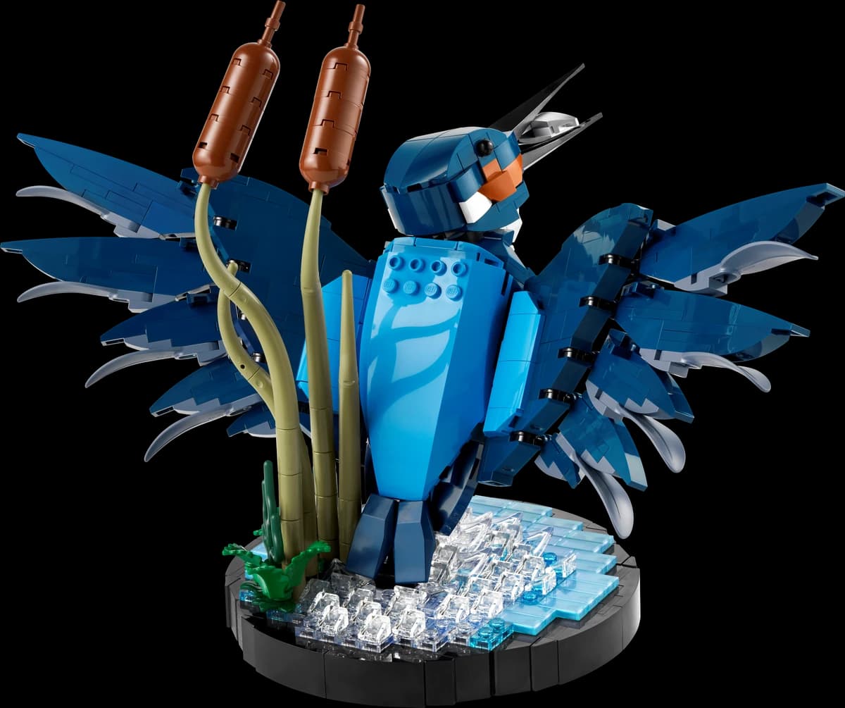 Kingfisher Bird