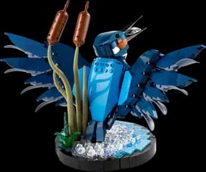 Kingfisher Bird