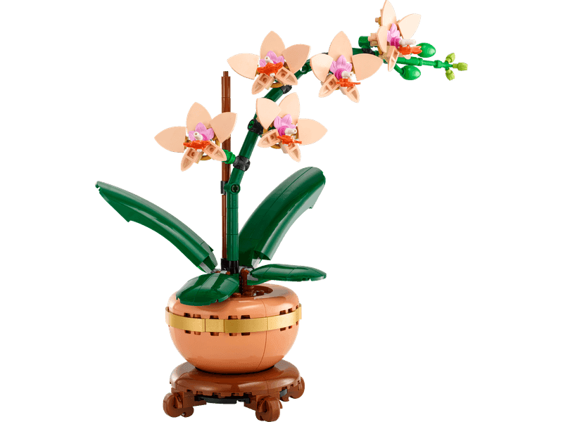 Mini Orchid