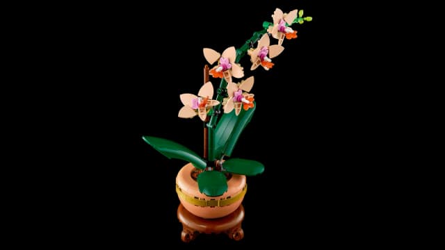 Mini Orchid - Image 7