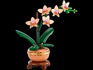 Mini Orchid