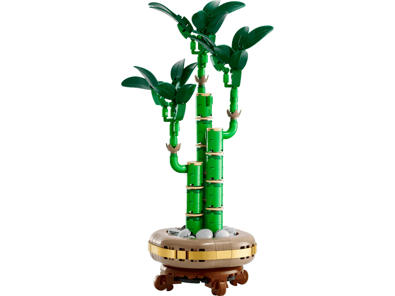 Lucky Bamboo
