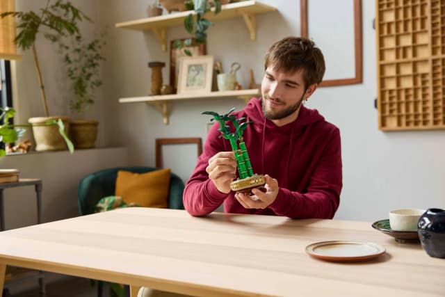 Lucky Bamboo - Image 6