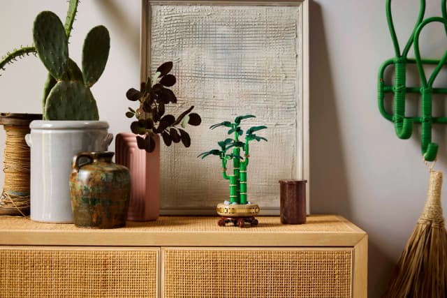 Lucky Bamboo - Image 9