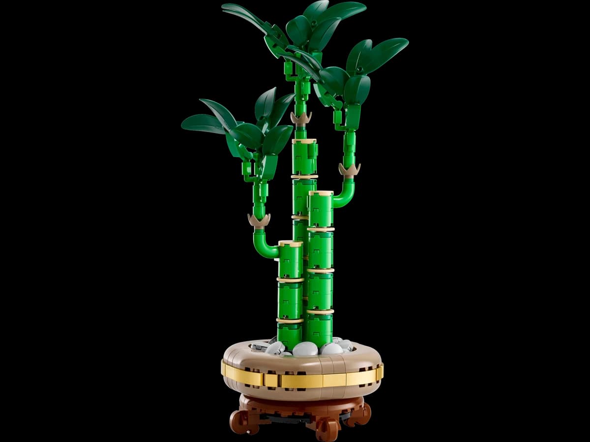 Lucky Bamboo