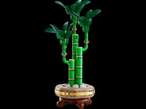 Lucky Bamboo