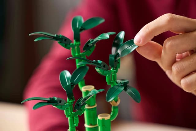 Lucky Bamboo - Image 7