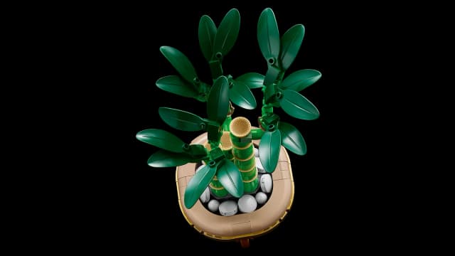 Lucky Bamboo - Image 3