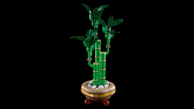 Lucky Bamboo - Image 8
