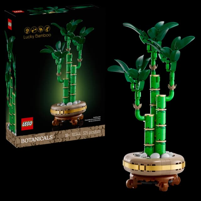 Lucky Bamboo - Image 5