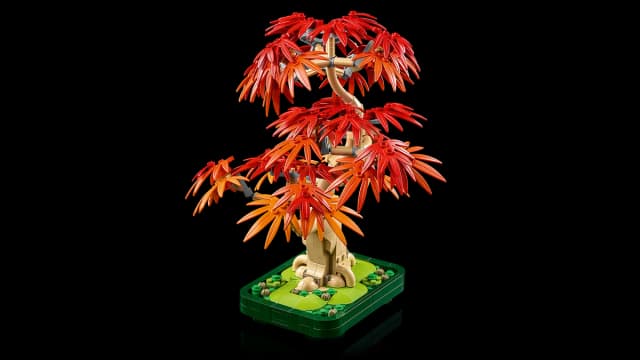 Japanese Red Maple Bonsai Tree - Image 9