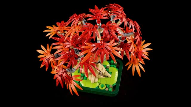 Japanese Red Maple Bonsai Tree - Image 13