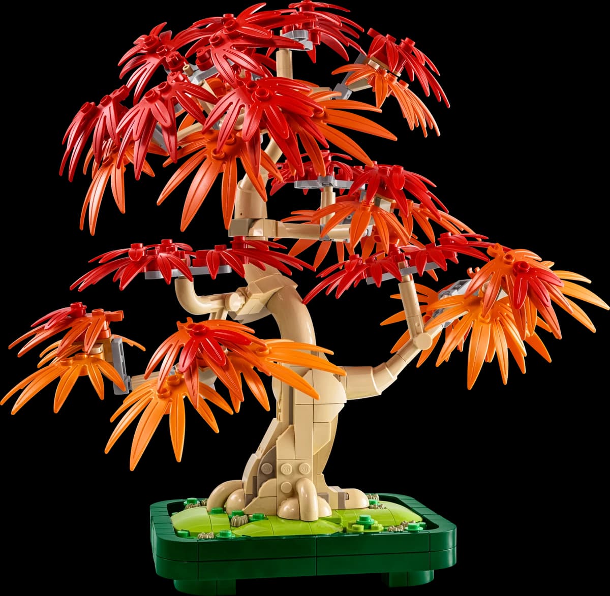 Japanese Red Maple Bonsai Tree