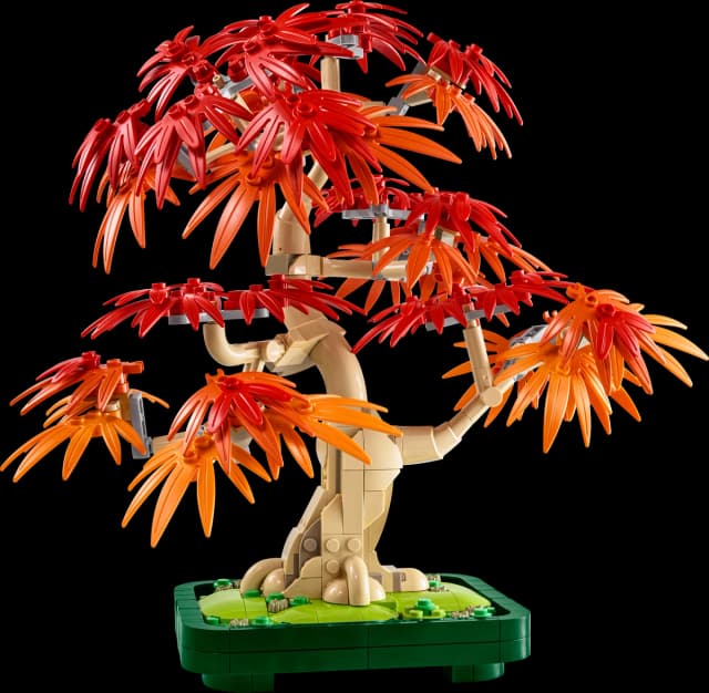 Japanese Red Maple Bonsai Tree - Image 1