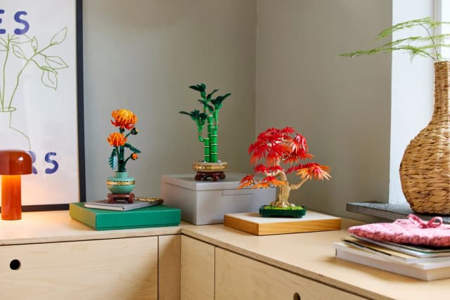 Japanese Red Maple Bonsai Tree - Image 7