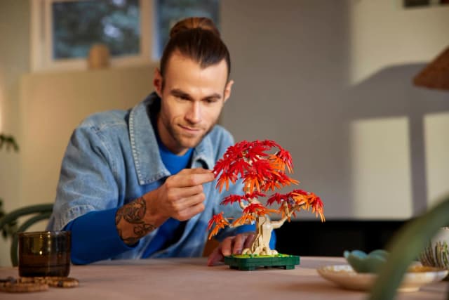Japanese Red Maple Bonsai Tree - Image 2