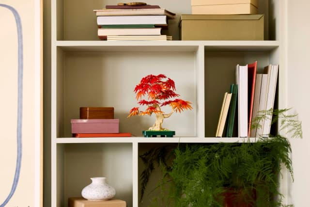 Japanese Red Maple Bonsai Tree - Image 11