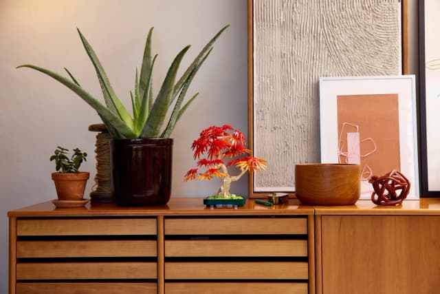 Japanese Red Maple Bonsai Tree - Image 12
