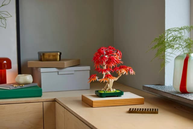 Japanese Red Maple Bonsai Tree - Image 3
