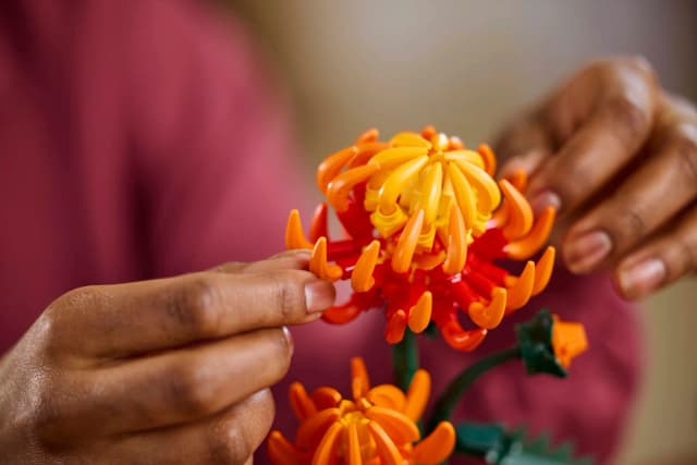 Chrysanthemum - Image 9