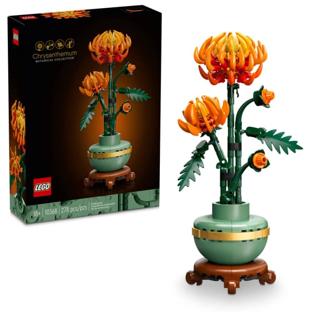 Chrysanthemum - Image 7