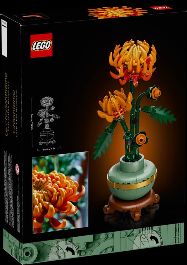 Chrysanthemum - Image 6