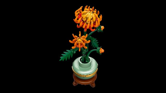 Chrysanthemum - Image 3