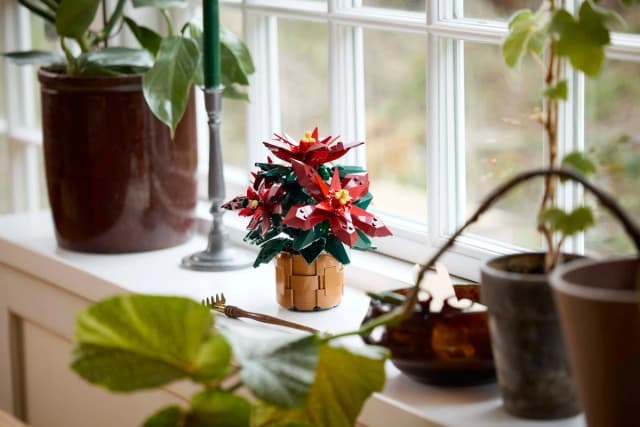 Poinsettia - Image 3