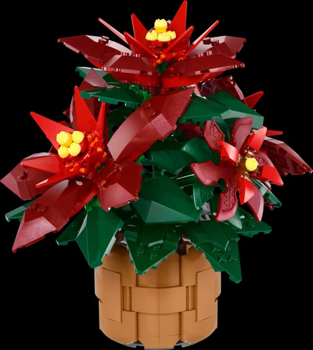 Poinsettia - Image 1