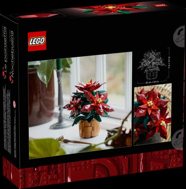 Poinsettia - Image 9