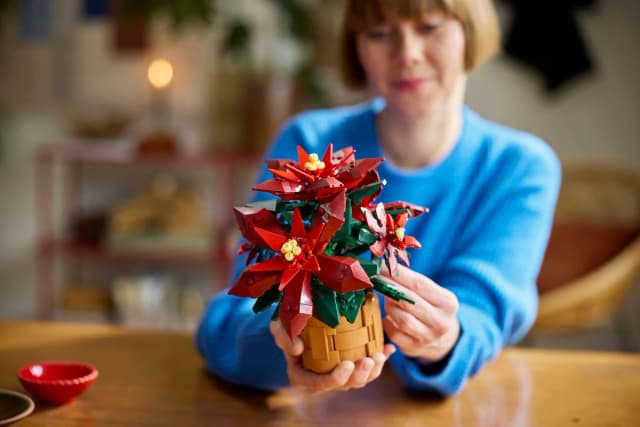 Poinsettia - Image 2