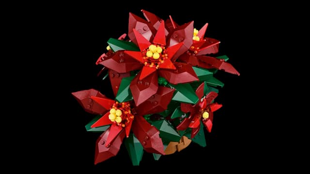 Poinsettia - Image 7