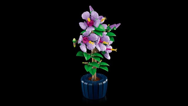 Hibiscus - Image 5