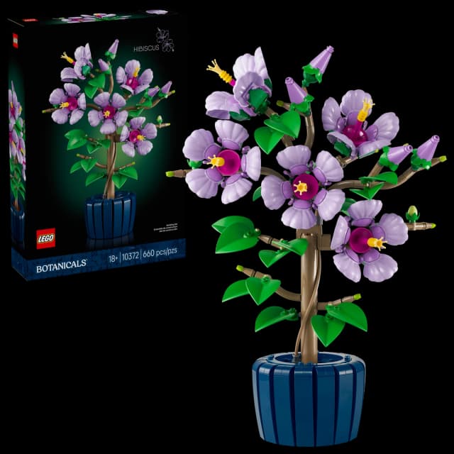 Hibiscus - Image 8