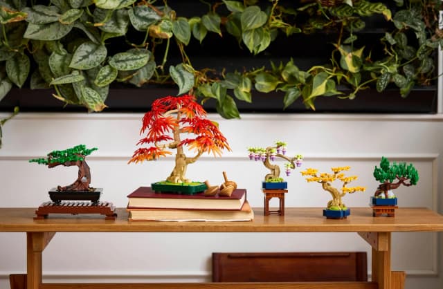 Mini Bonsai Trees - Image 11