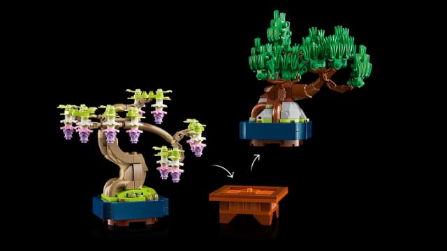 Mini Bonsai Trees - Image 7
