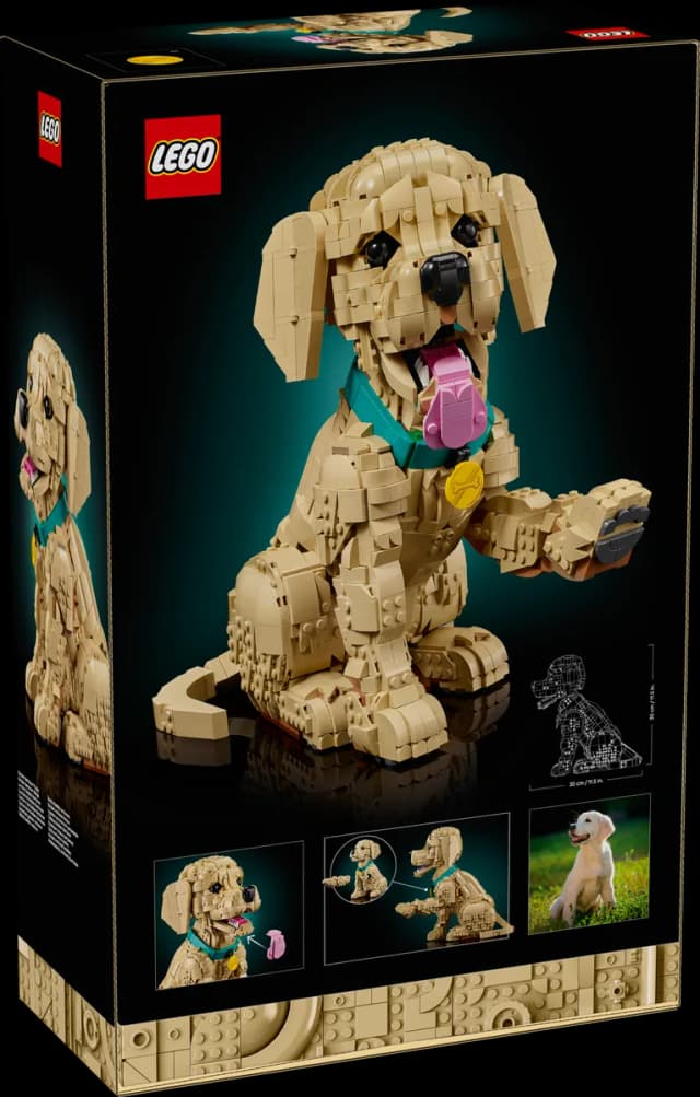 Golden Retriever Puppy - Image 12