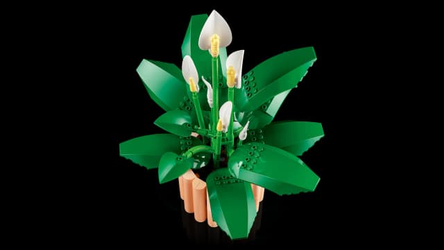 Peace Lily - Image 12