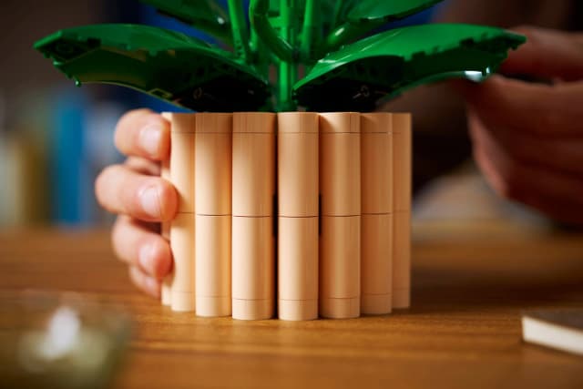 Peace Lily - Image 9